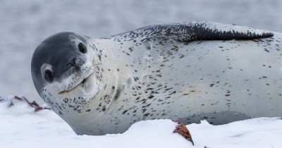 10 Binatang Hidup Kutub Selatan, Kuat Menahan Dingin