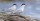 10. Arctic tern