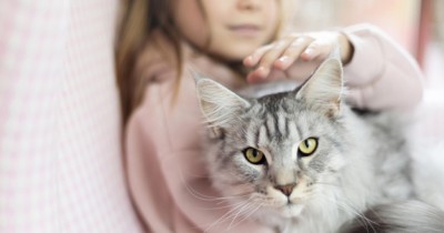 9 Fakta Menarik Tentang Hewan Kucing Perlu Anak Ketahui